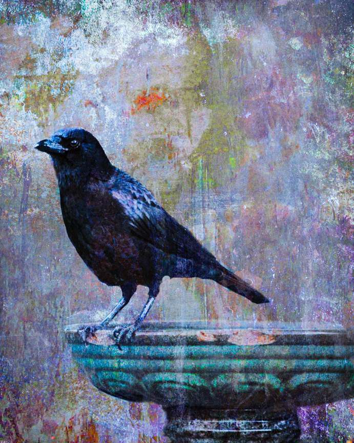 Crow On Bird Bath Painting
