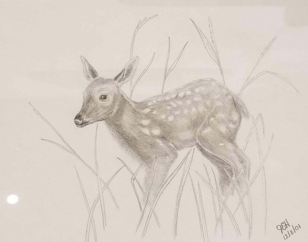 Pencil sketch of a "sweet fawn" in grass, dated 12/8/01